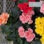 Begonia Rieger – 6″